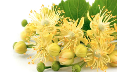 Linden Blossom GIVCO 151/8
